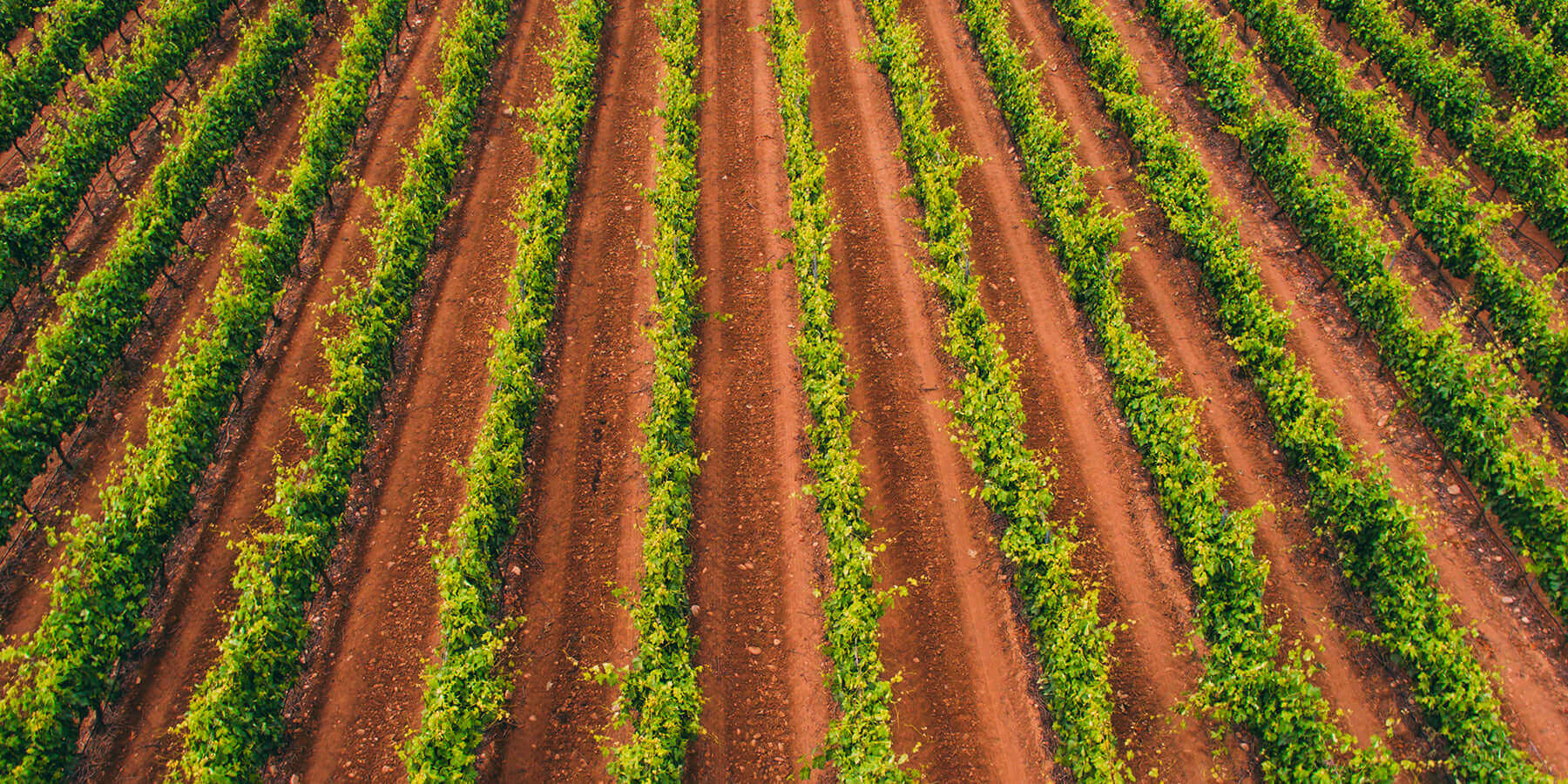 Aerial view of a vineyard with neatly aligned rows of green grapevines planted in rich brown soil. The parallel lines create a symmetrical pattern across the landscape, showing vibrant growth under golden sunlight.