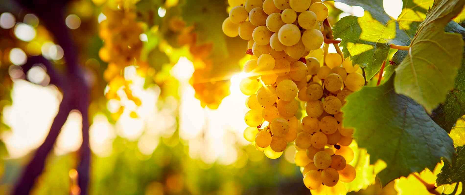 A cluster of golden grapes hangs on a vine, bathed in warm sunlight. Lush green leaves surround the grapes, creating a vibrant and inviting scene in a vineyard setting.
