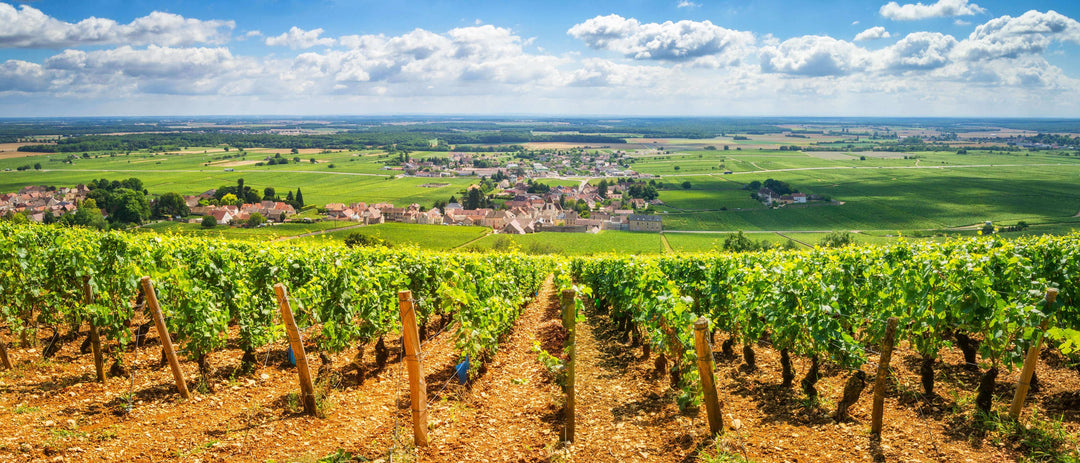 Burgundy vineyards — en primeur wine buying explained