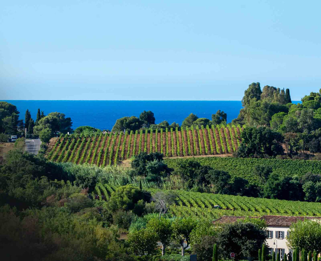 A Provence vineyard running down to the Mediterranean