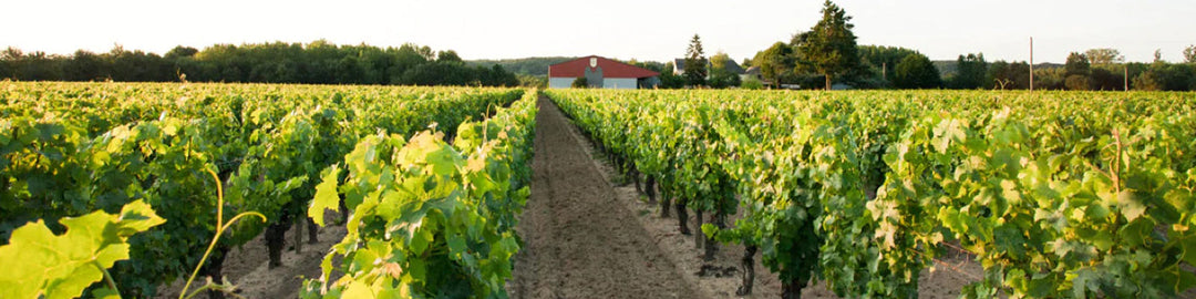 Domaine Pascal Cotat