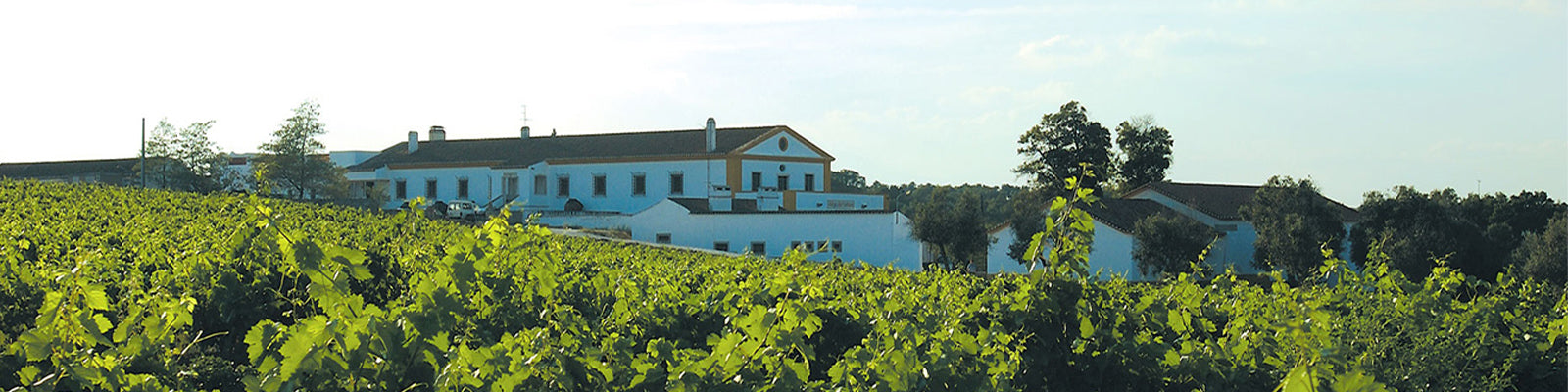 Vineyard landscape with lush green grapevines in the foreground and a large farmhouse with white walls and a red-tiled roof in the background under a partly cloudy sky.