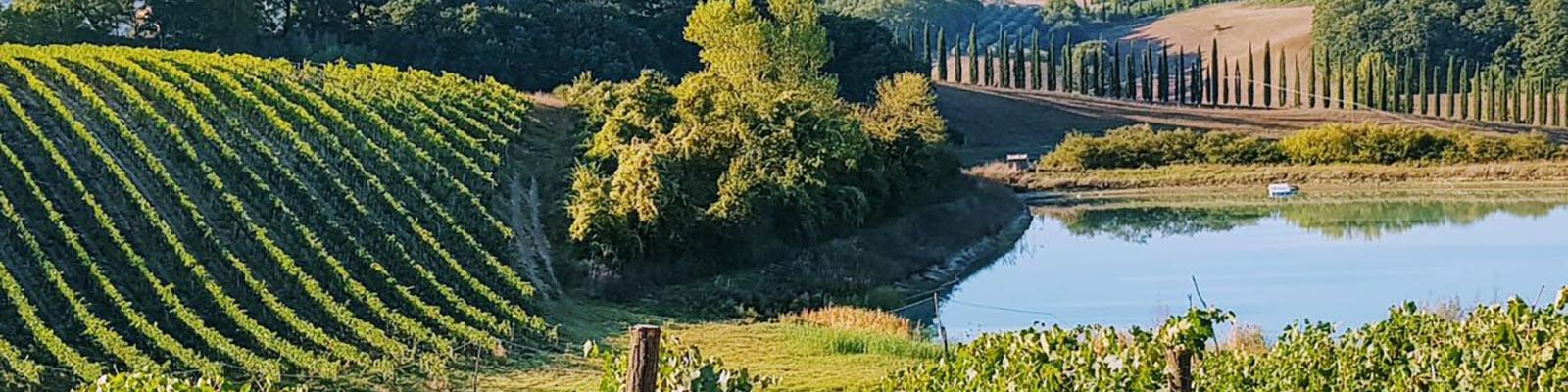 A scenic landscape featuring lush green vineyards on rolling hills and a tranquil lake reflecting the surrounding trees and sky under a clear blue sky.