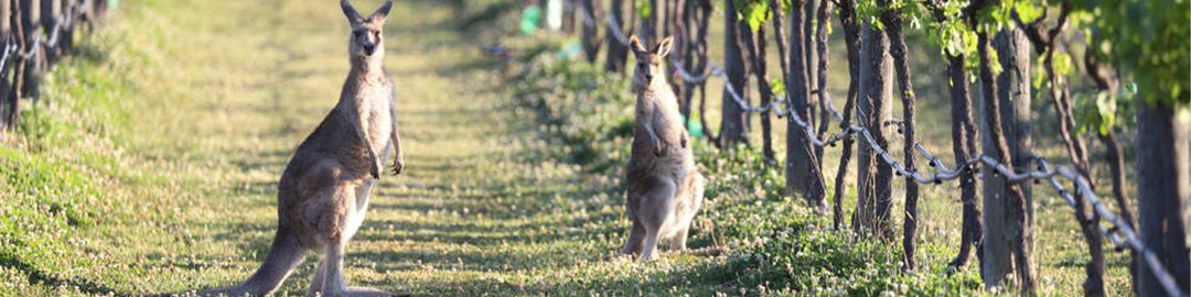 Two kangaroos stand between rows of grapevines in a vineyard. The sun casts a warm glow on the scene, highlighting the lush greenery and the kangaroos’ curious postures.