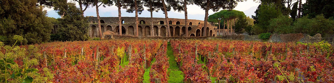 An ancient amphitheater is surrounded by trees, with a vibrant vineyard in shades of red and green in the foreground. The scene is peaceful and historic, set under a clear sky.