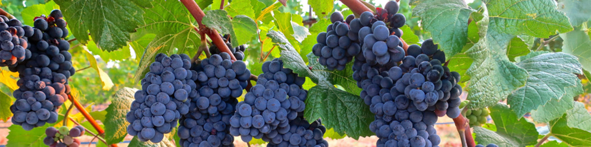 Pinot Noir