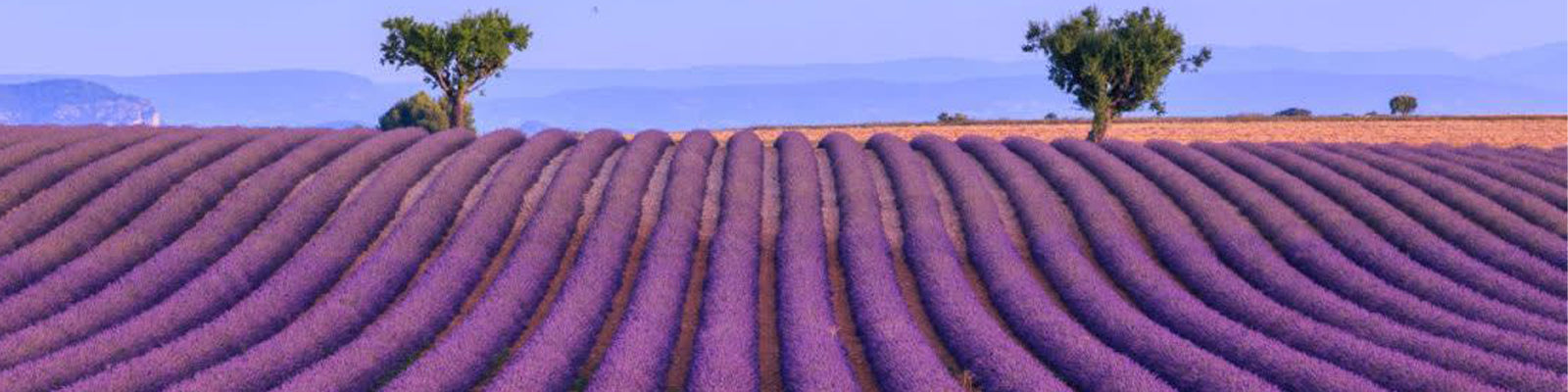 Provence - Red wines