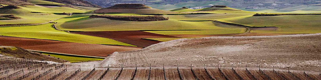 A panoramic view of rolling hills with patches of green and brown fields under a cloudy sky. The foreground features a vineyard, while the background showcases an expansive, textured landscape.