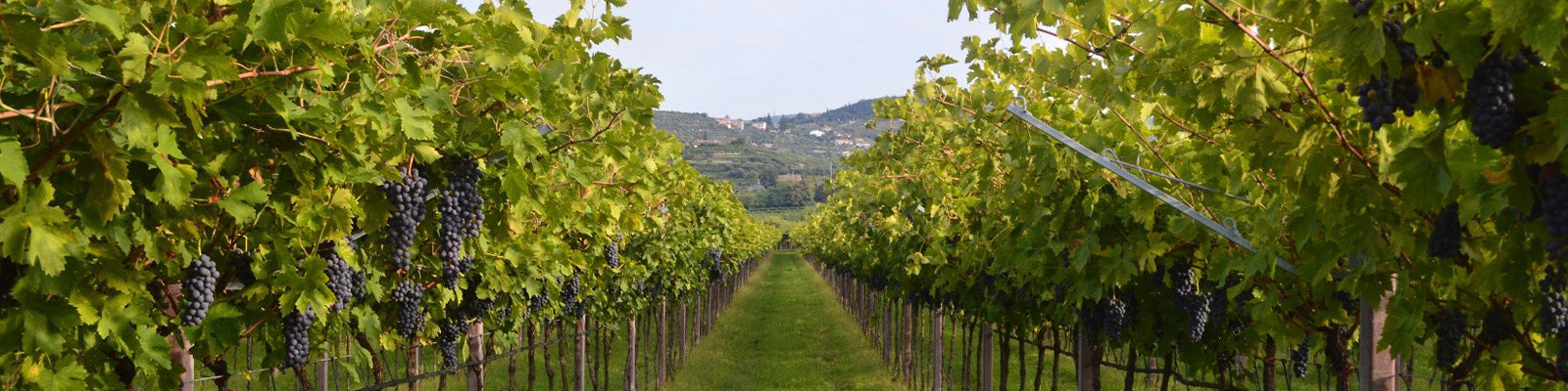 A scenic view of a vineyard with lush green grapevines growing in neat rows. Clusters of dark grapes hang from the vines. Hills and a clear sky are visible in the background.