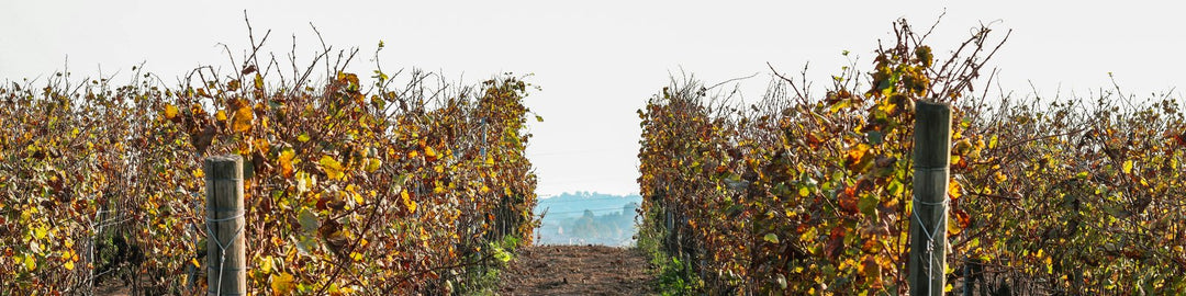 Cannonau di Sardegna DOC