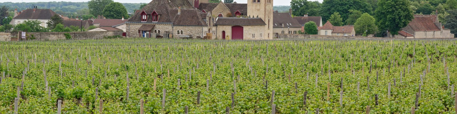 Castillon-Côtes de Bordeaux