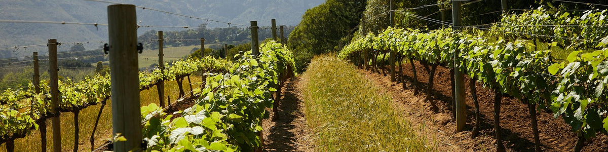 Muscadet