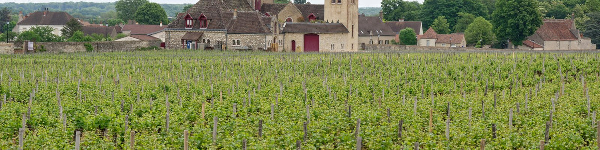Saumur-Champigny