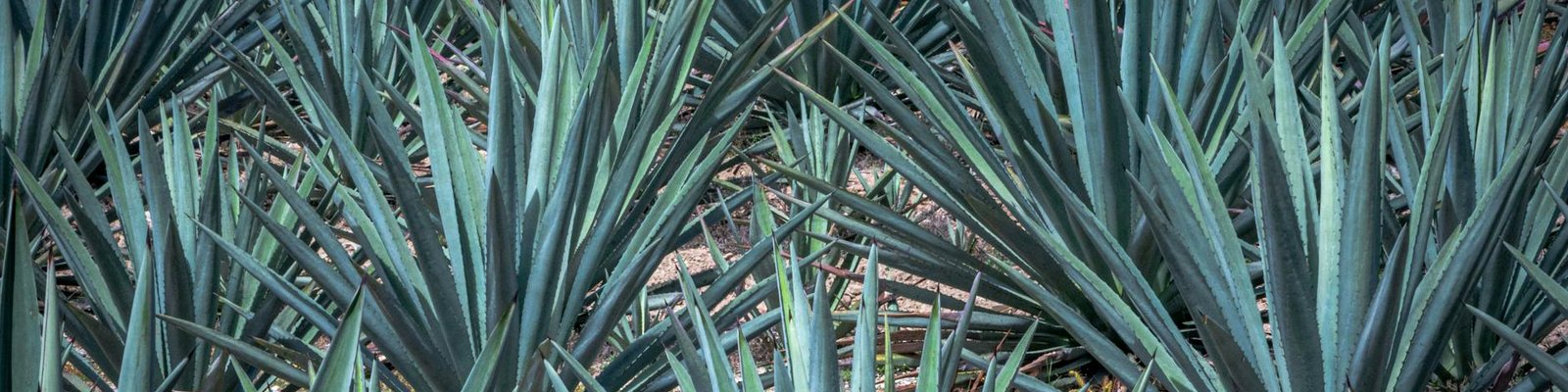 Tequila Blanco