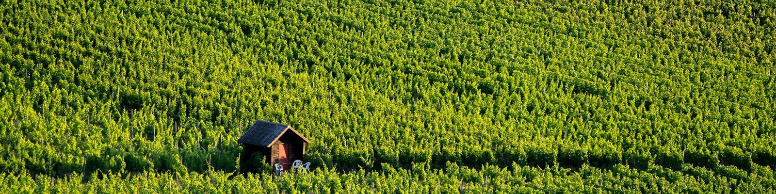 Germany - White wine