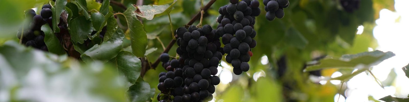 Cabernet Franc