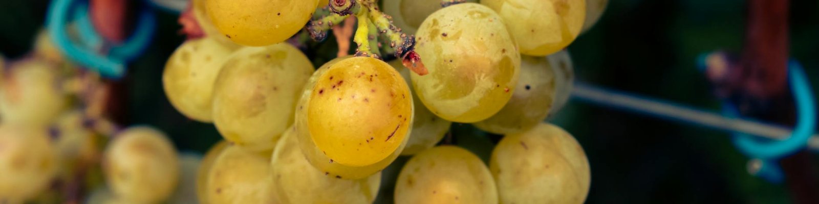 Chenin Blanc