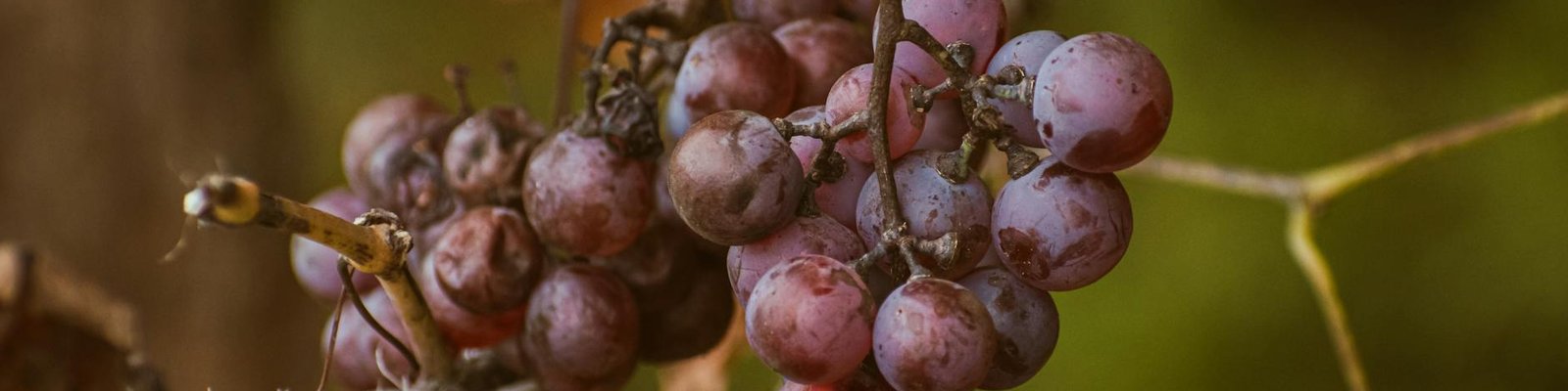 Cinsault