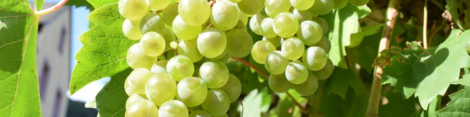 Fiano