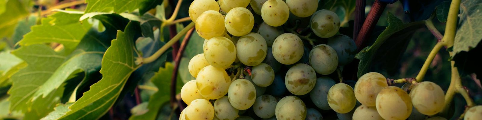 Friulano