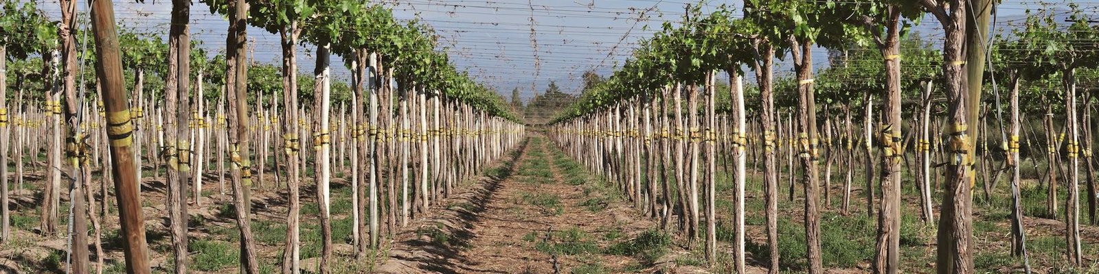 Godello
