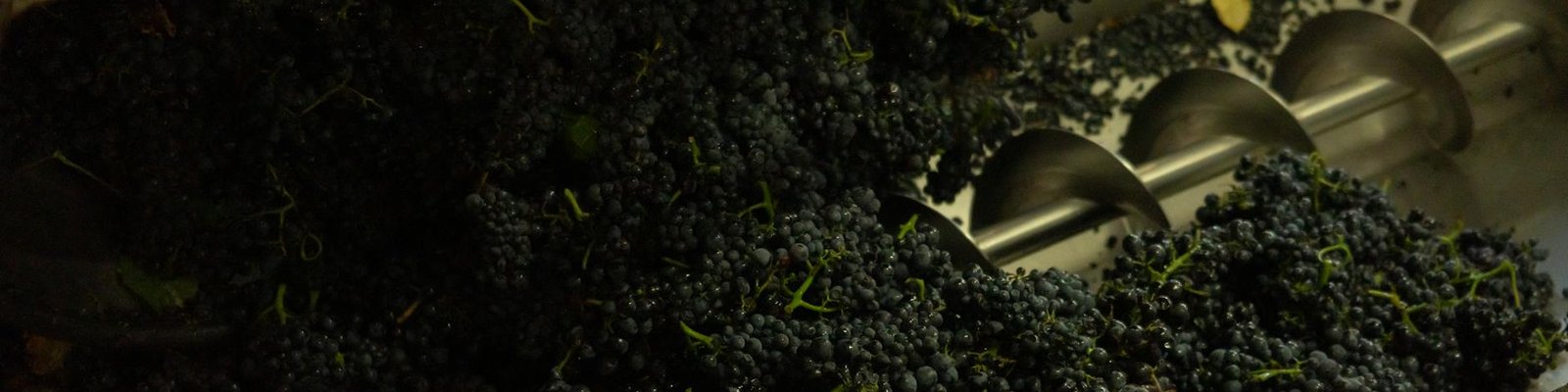 Grenache