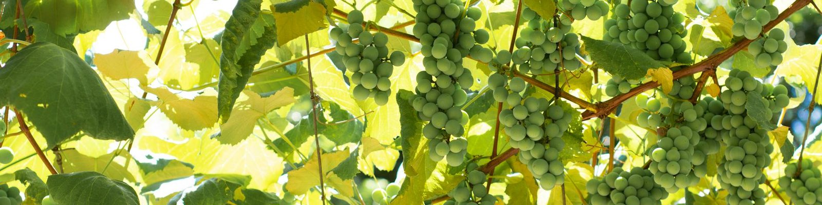 Malvasia