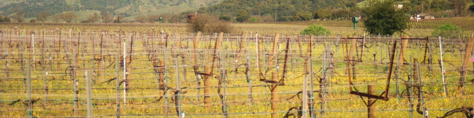 Marsanne