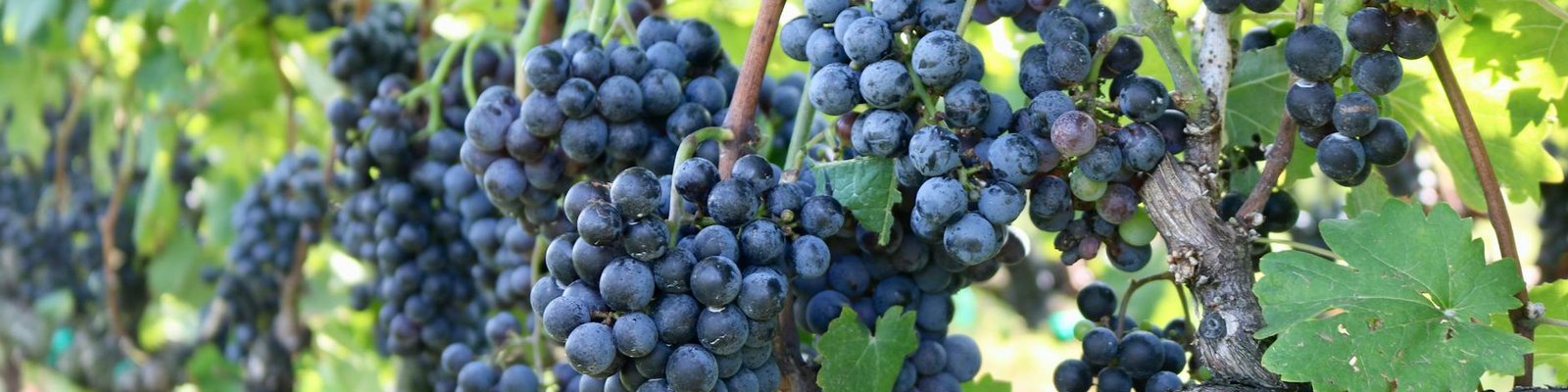 Montepulciano