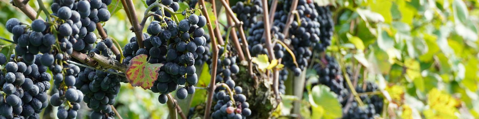 Nerello Mascalese