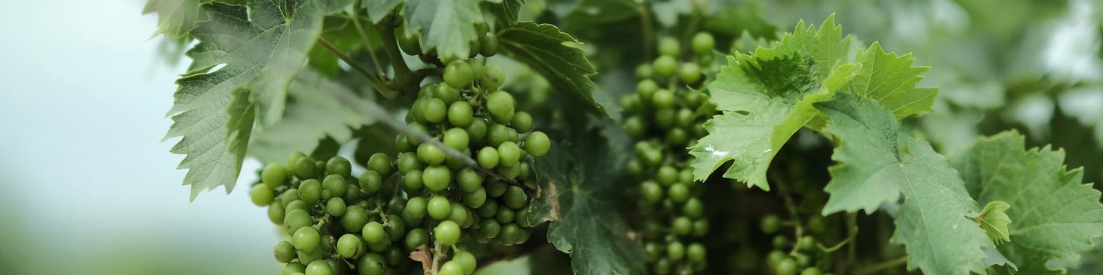 Picpoul