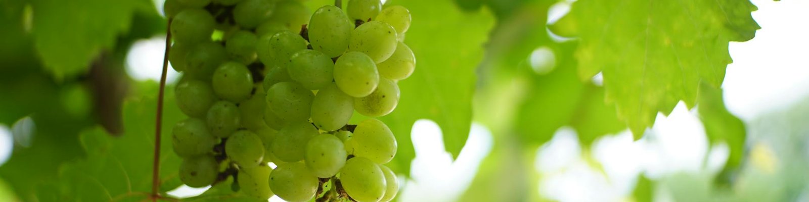 Pinot Grigio