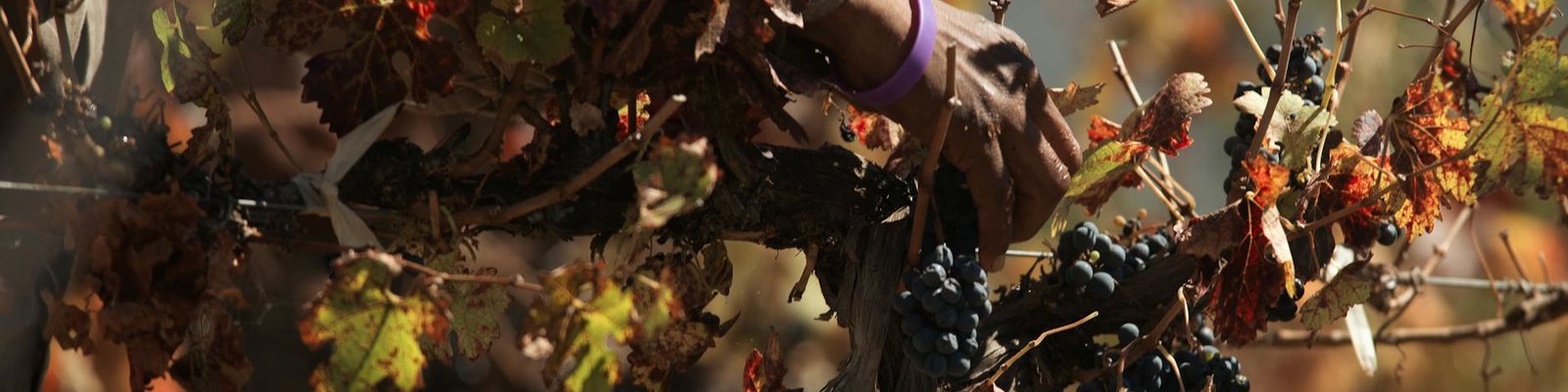 Portuguese Red Blend