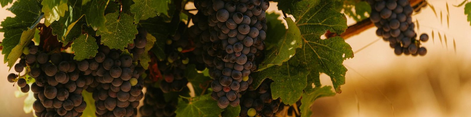 Rare Red Blend