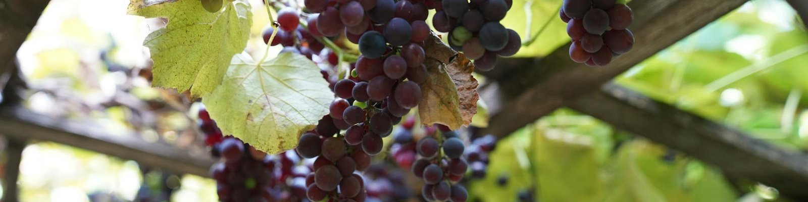 Rioja Red Blend