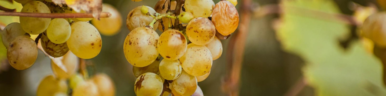 Sauvignon Blanc