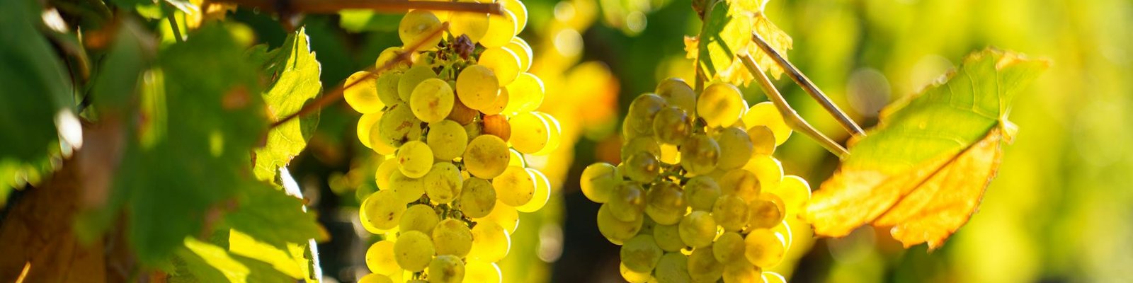 Semillon