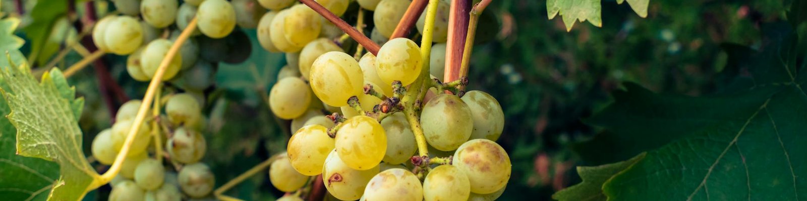 Vermentino