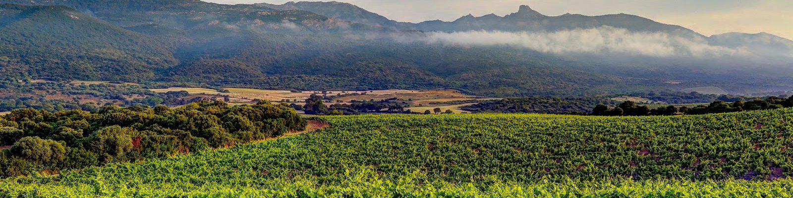 Clos Canarelli
