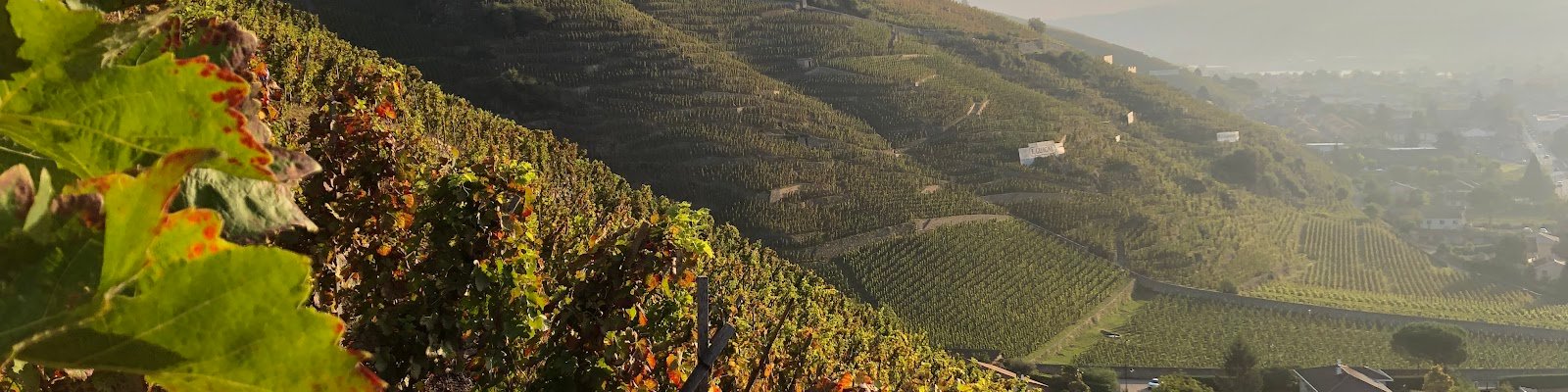 Domaine Partick Jasmin