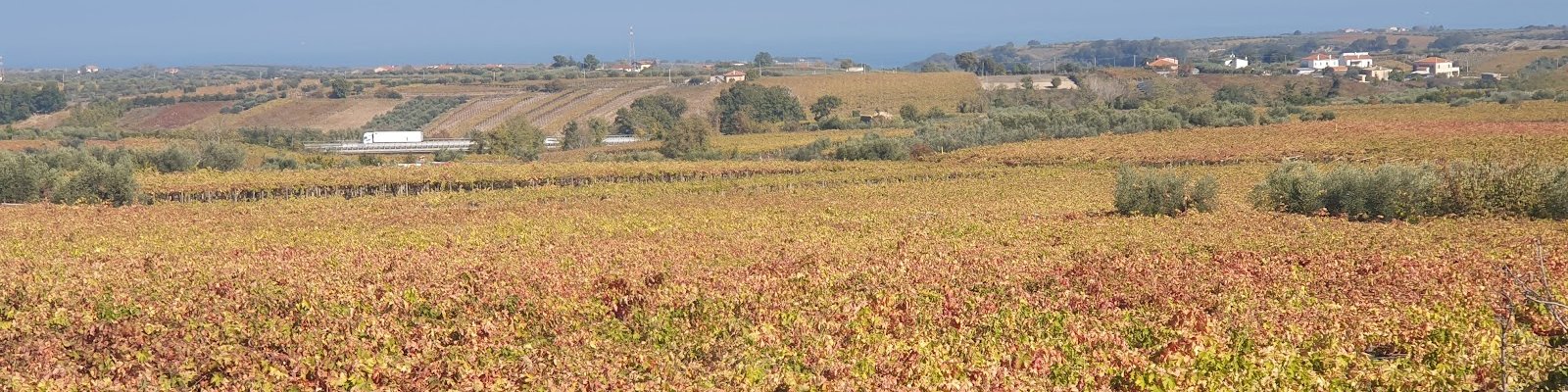 Feudo Antico Pecorino