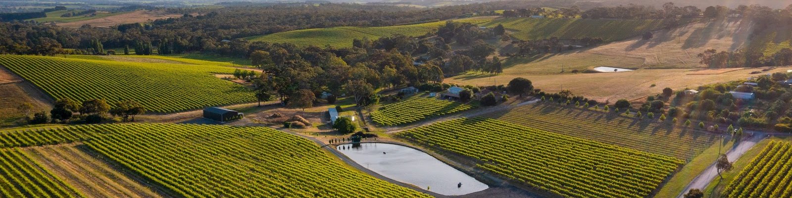 Mmad Vineyard