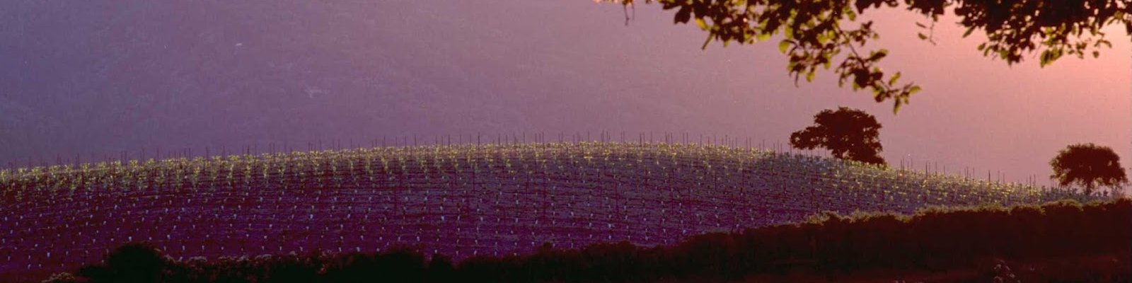 Mount Eden Vineyards