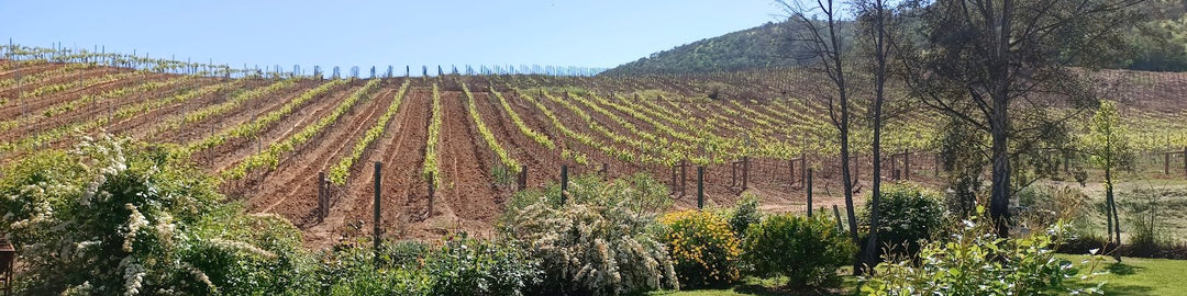 Vina Ventisquero Tara