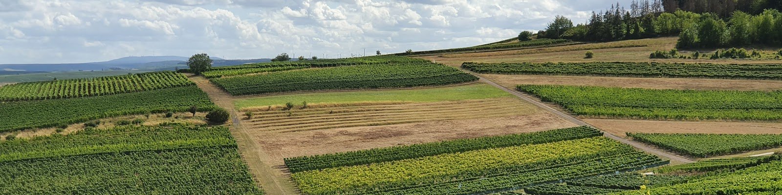 Weingut Martin Tesch