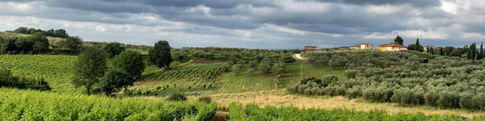 Red Wines