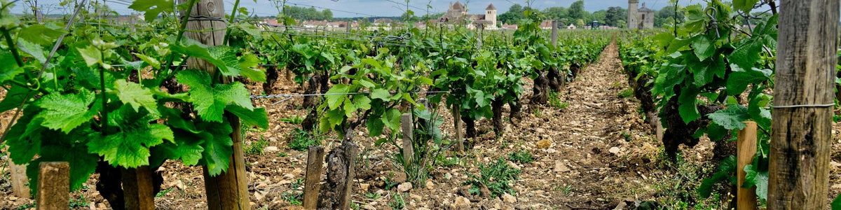 Chateauneuf Du Pape