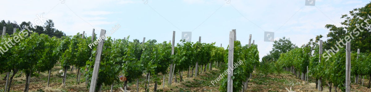 Cognac