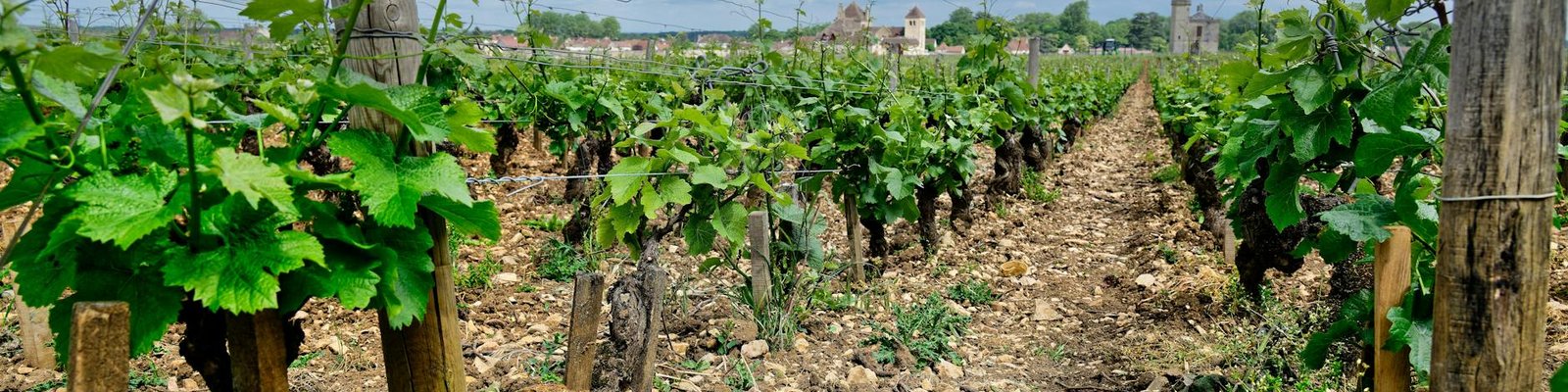 Rhone - White wine