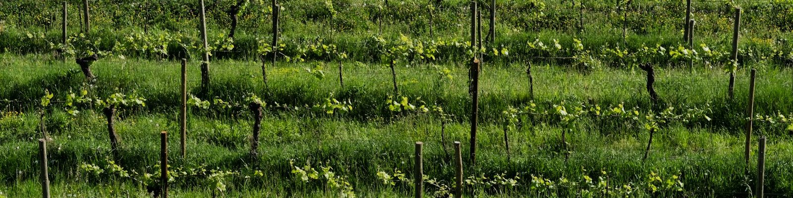 Sardinia - White wine